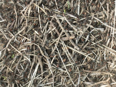 DSCF3513