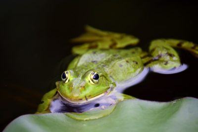 Symbolbild: Frosch im Wasser