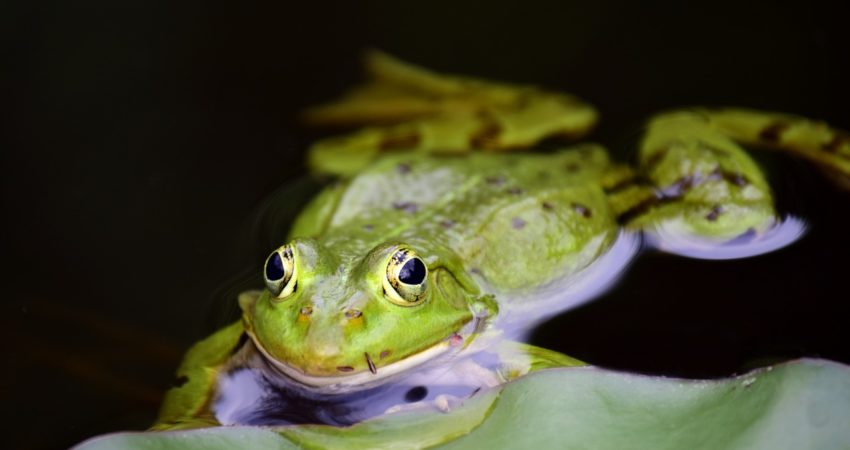 Symbolbild: Frosch im Wasser